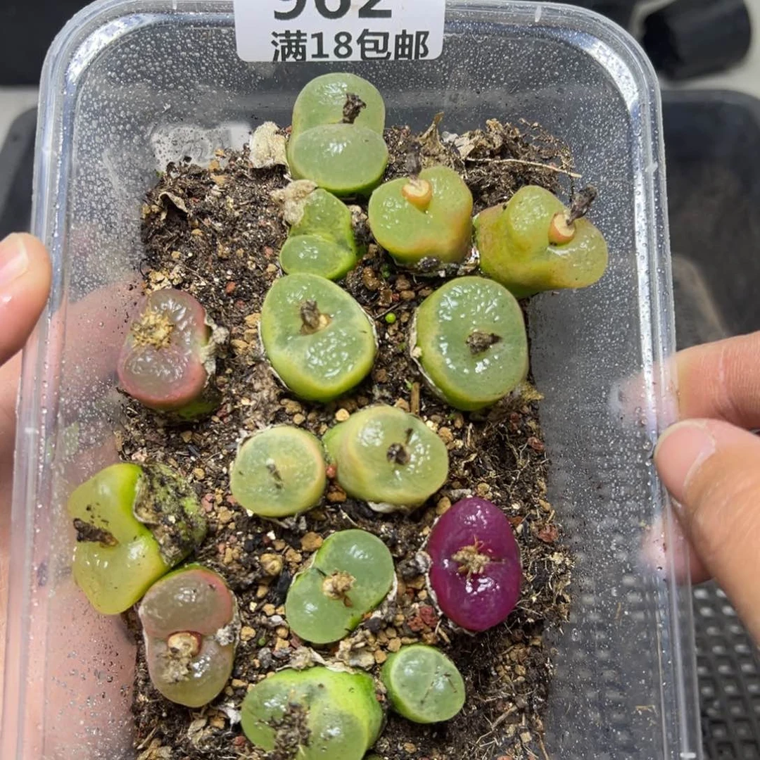 【闪购商品】962……