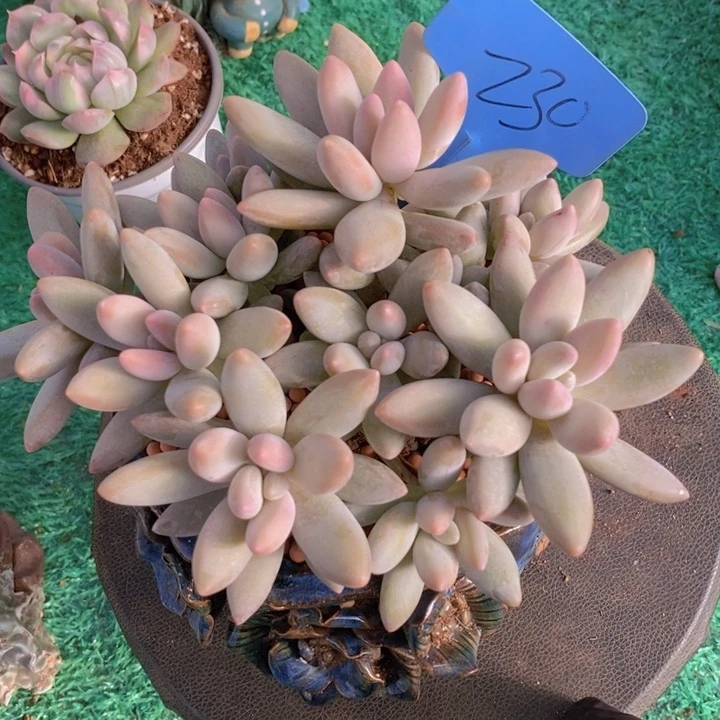 我不在这里吃饭你吃