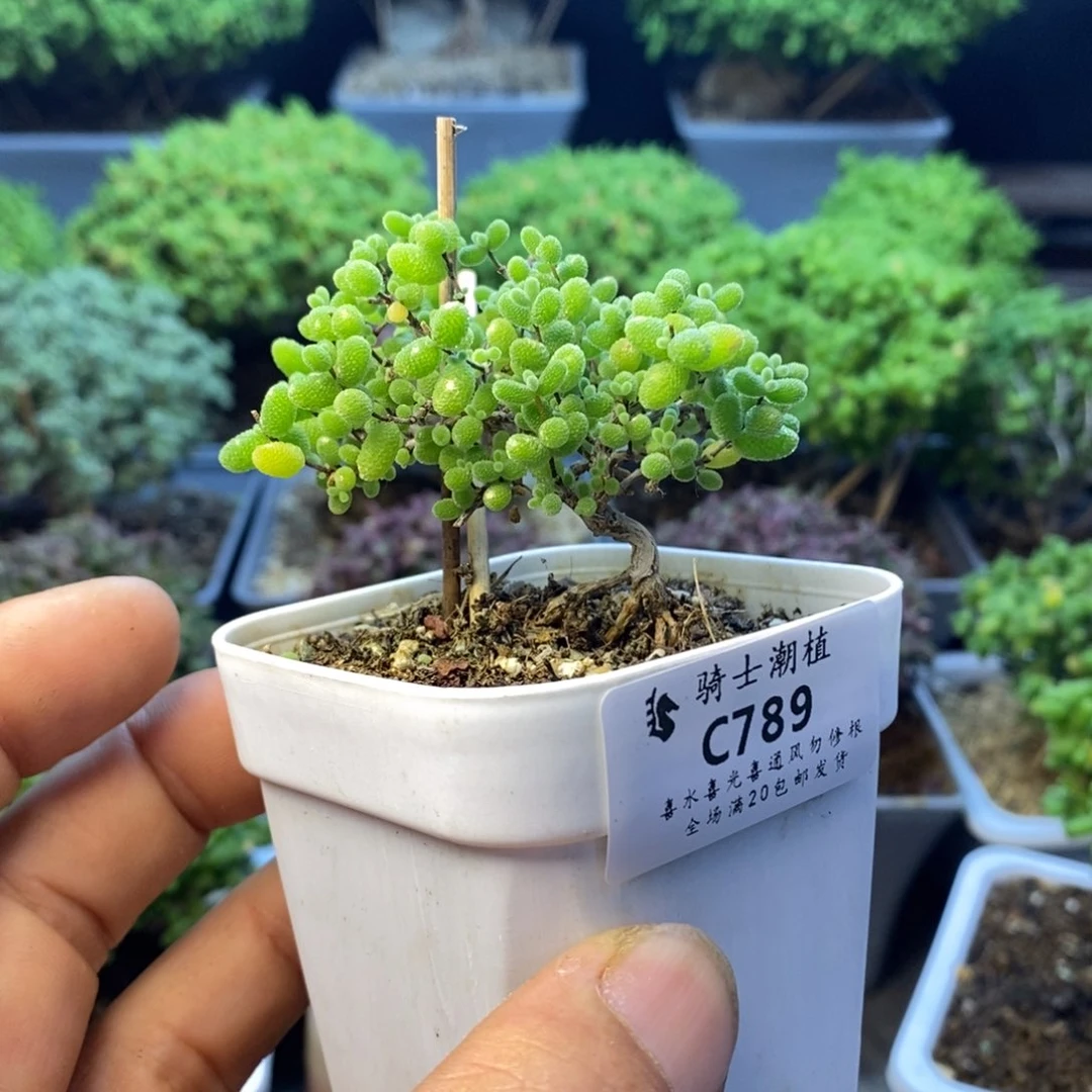 兜***捱789蜜橘糖球造型桩多肉