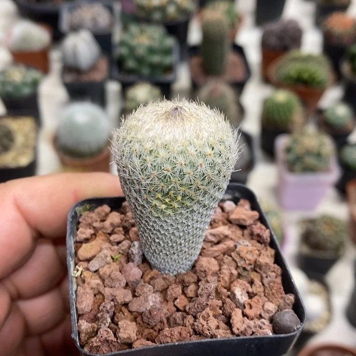 实生月世界特价福利