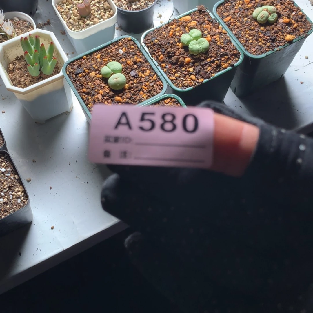 柴**?a580红嘴母本一颗