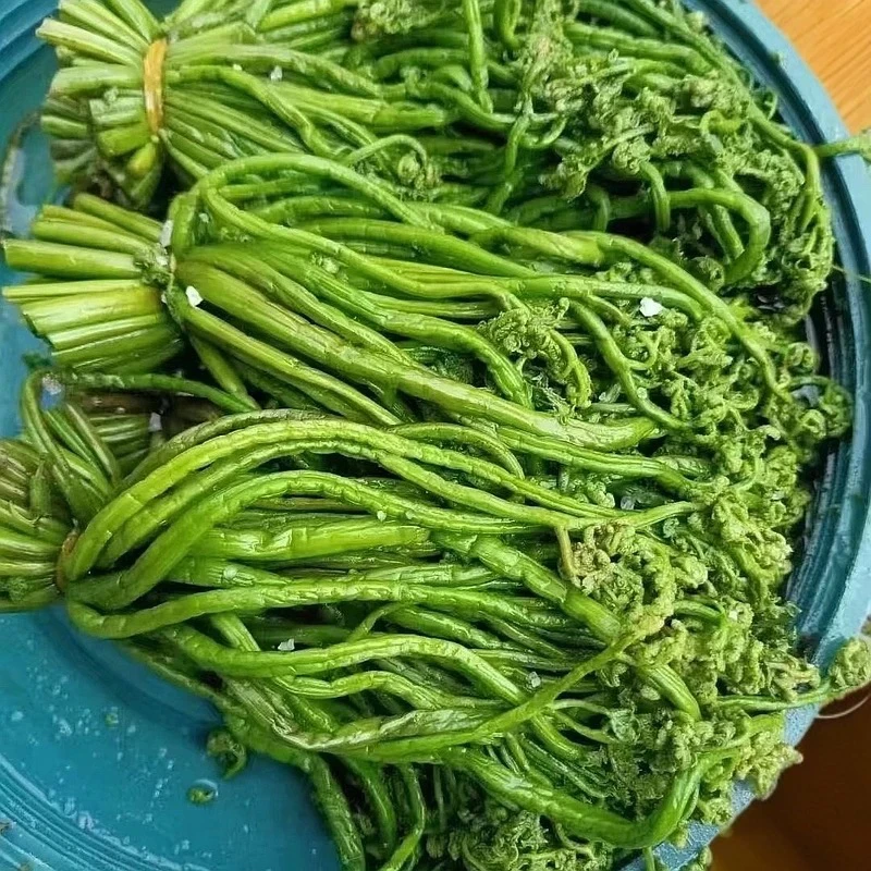 克旗桦木沟头茬盐渍蕨菜桶装5斤（包邮），克旗老家原产地直发