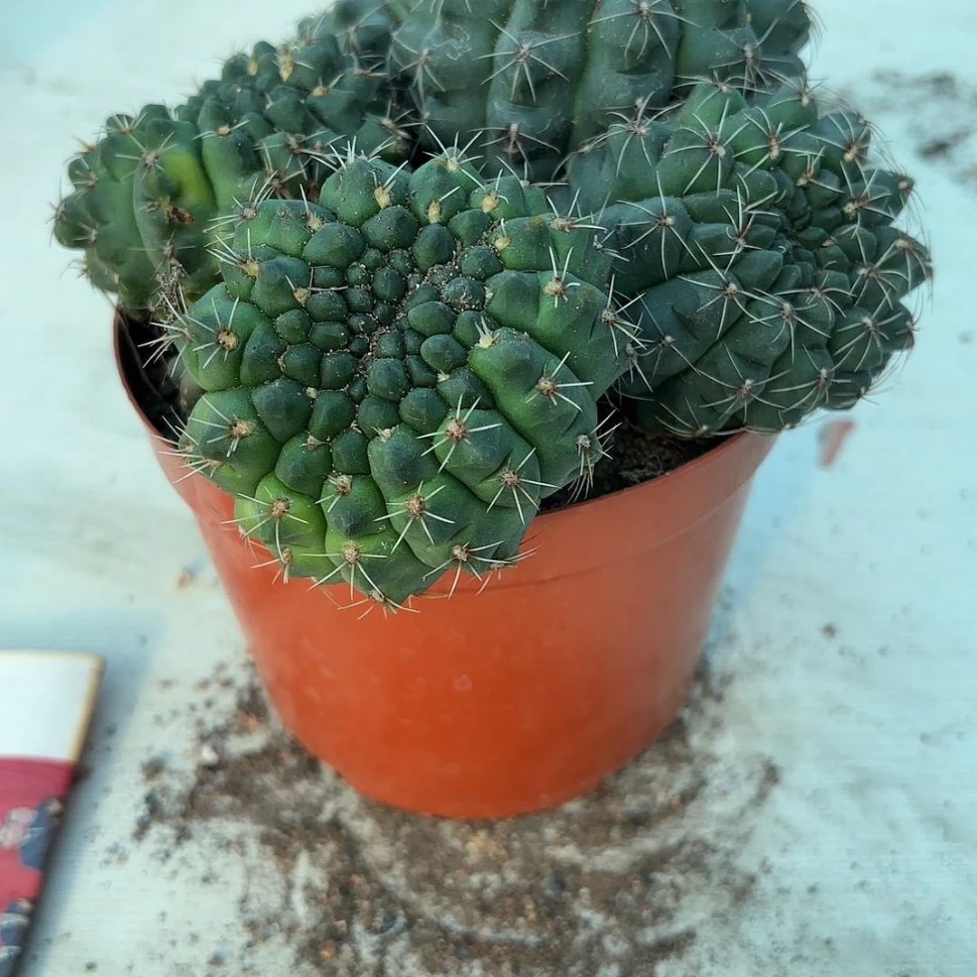 16号绯花玉（脱盆去土发货）