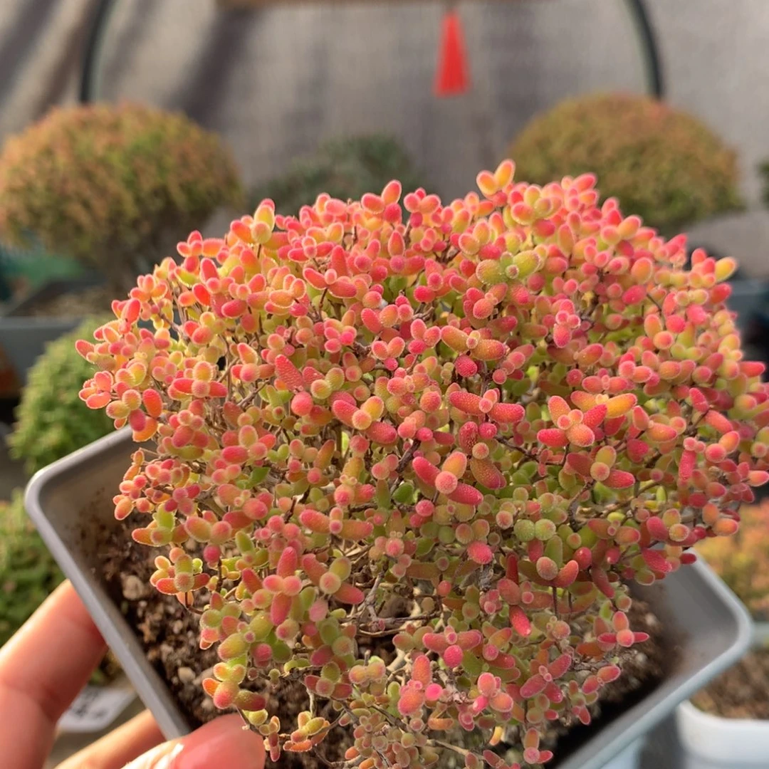 712蜜橘糖球