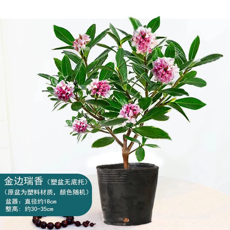 金边瑞香盆栽浓香型室内花卉老桩耐寒植物带花苞