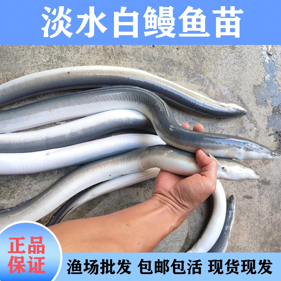 正宗白鳝鱼白鳗鱼河鳗鱼鳗鲡鱼 淡水脆肉鳗鱼