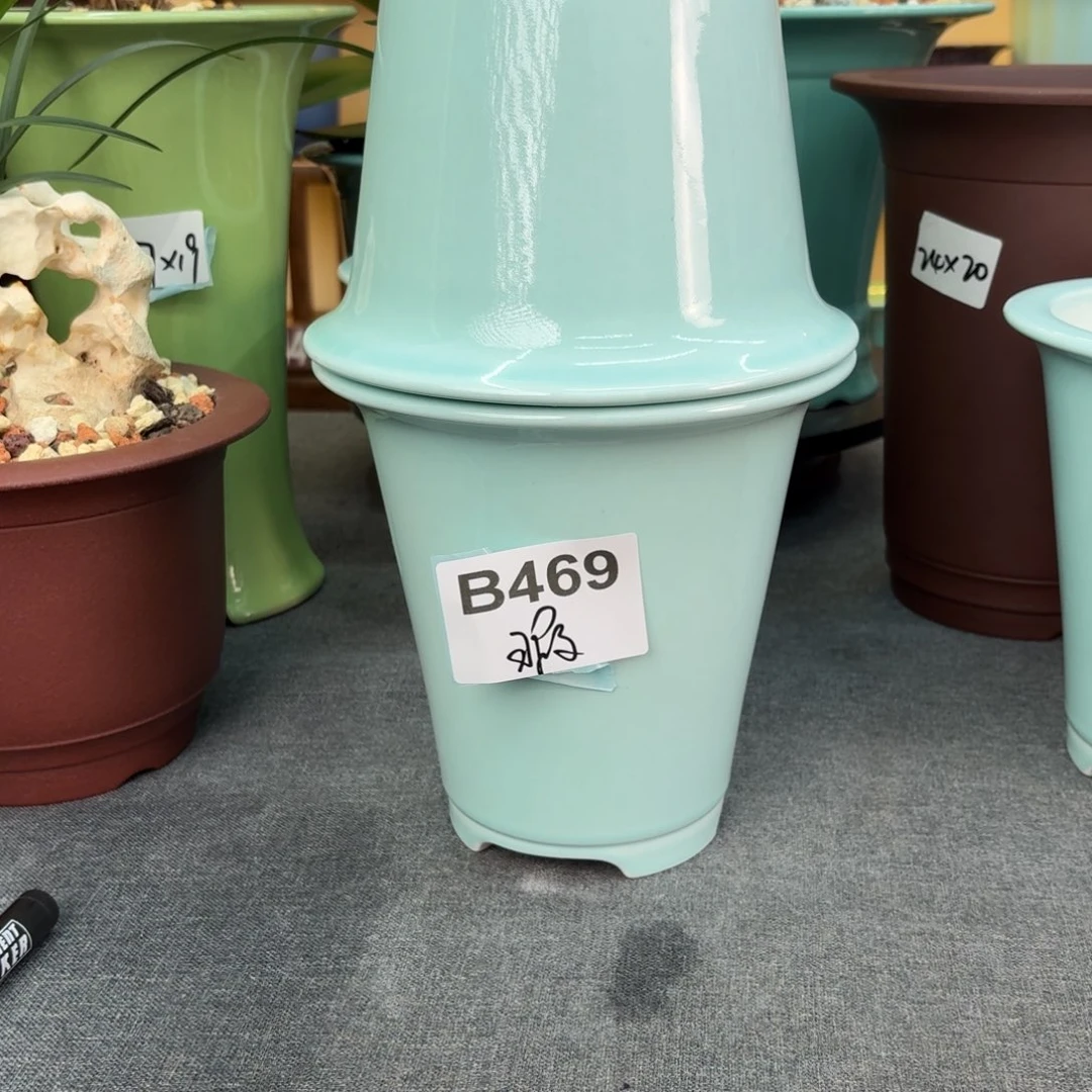 搭***了紫砂花盆兰花555657568888