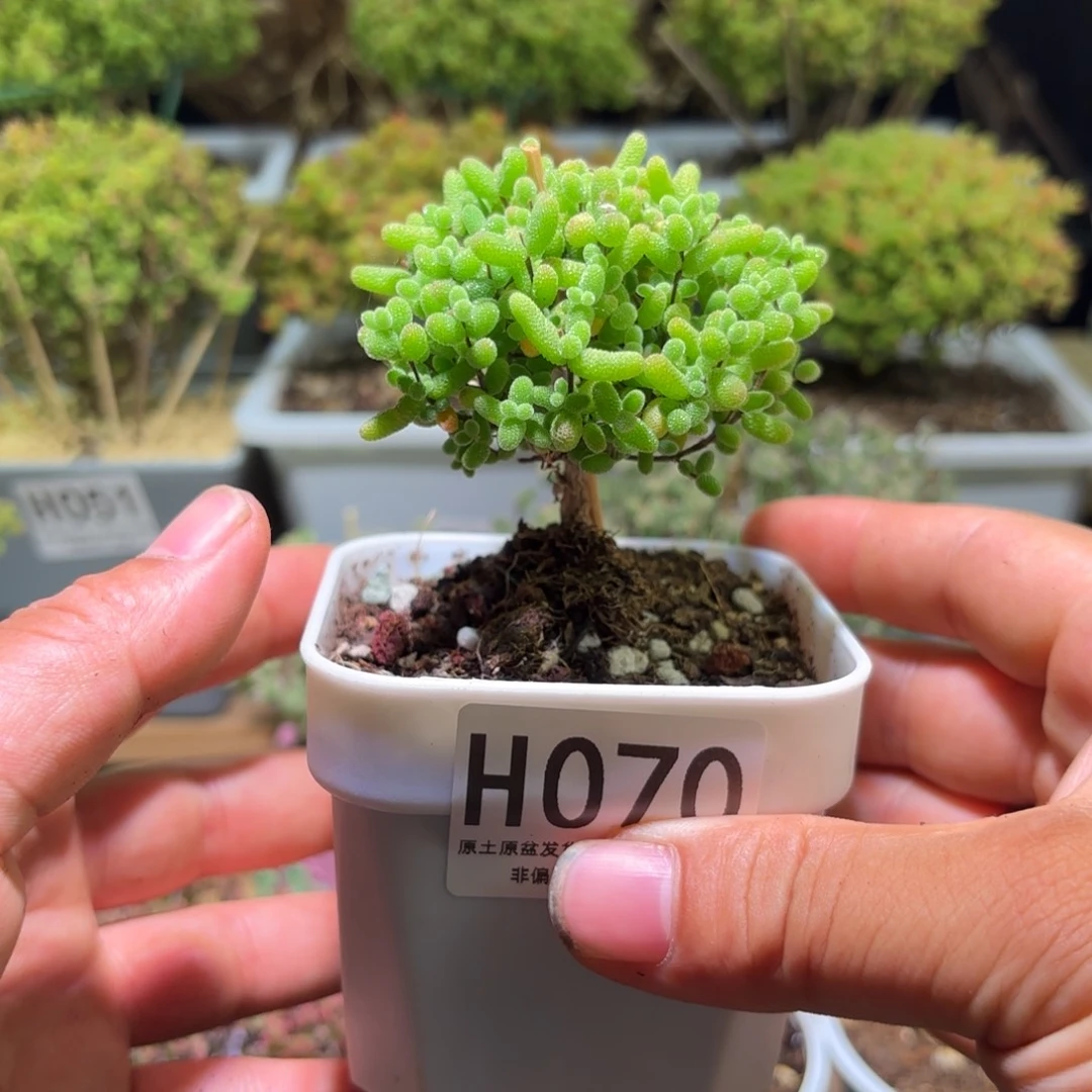 枝干番杏金桔糖球H070