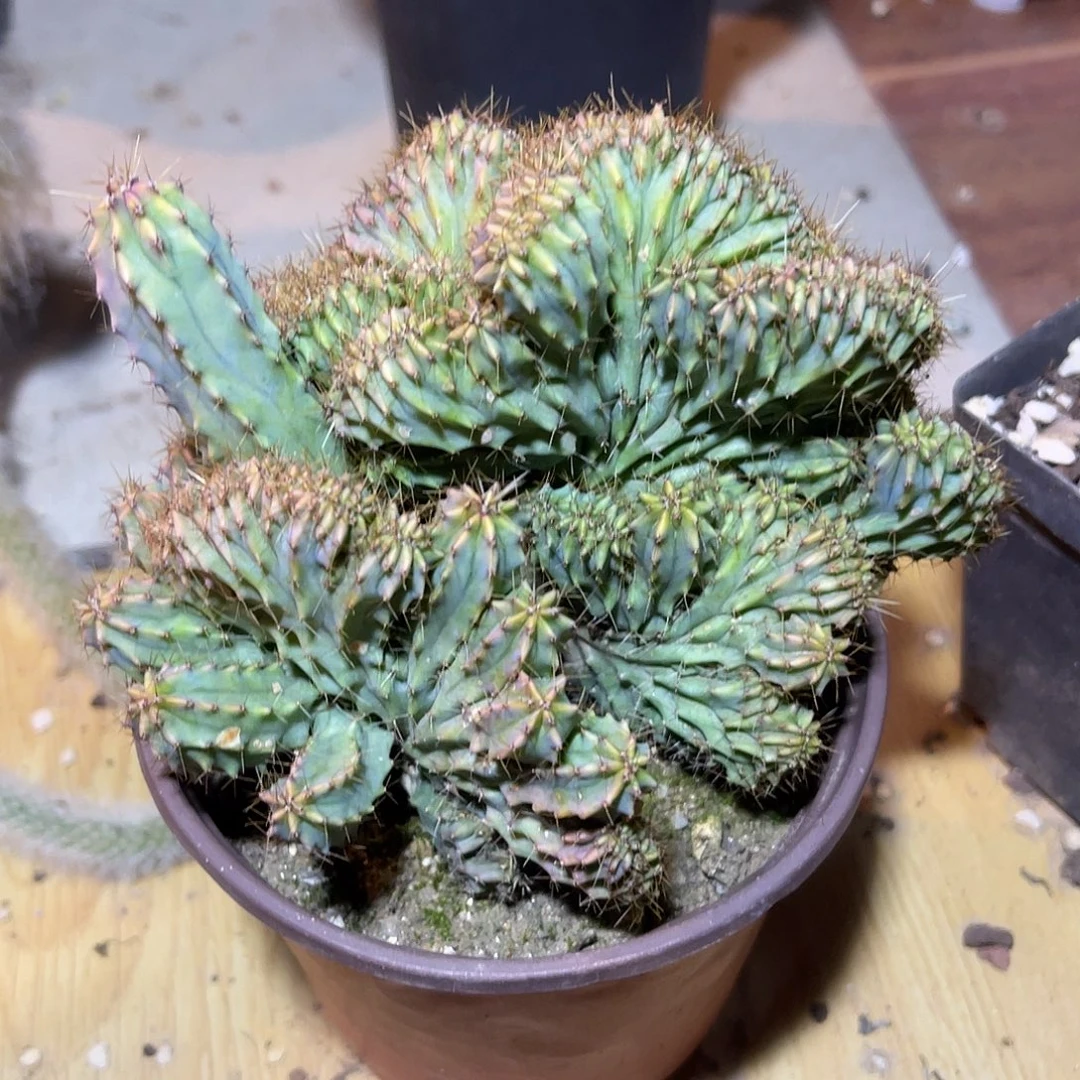 神龙木缀化仙人球