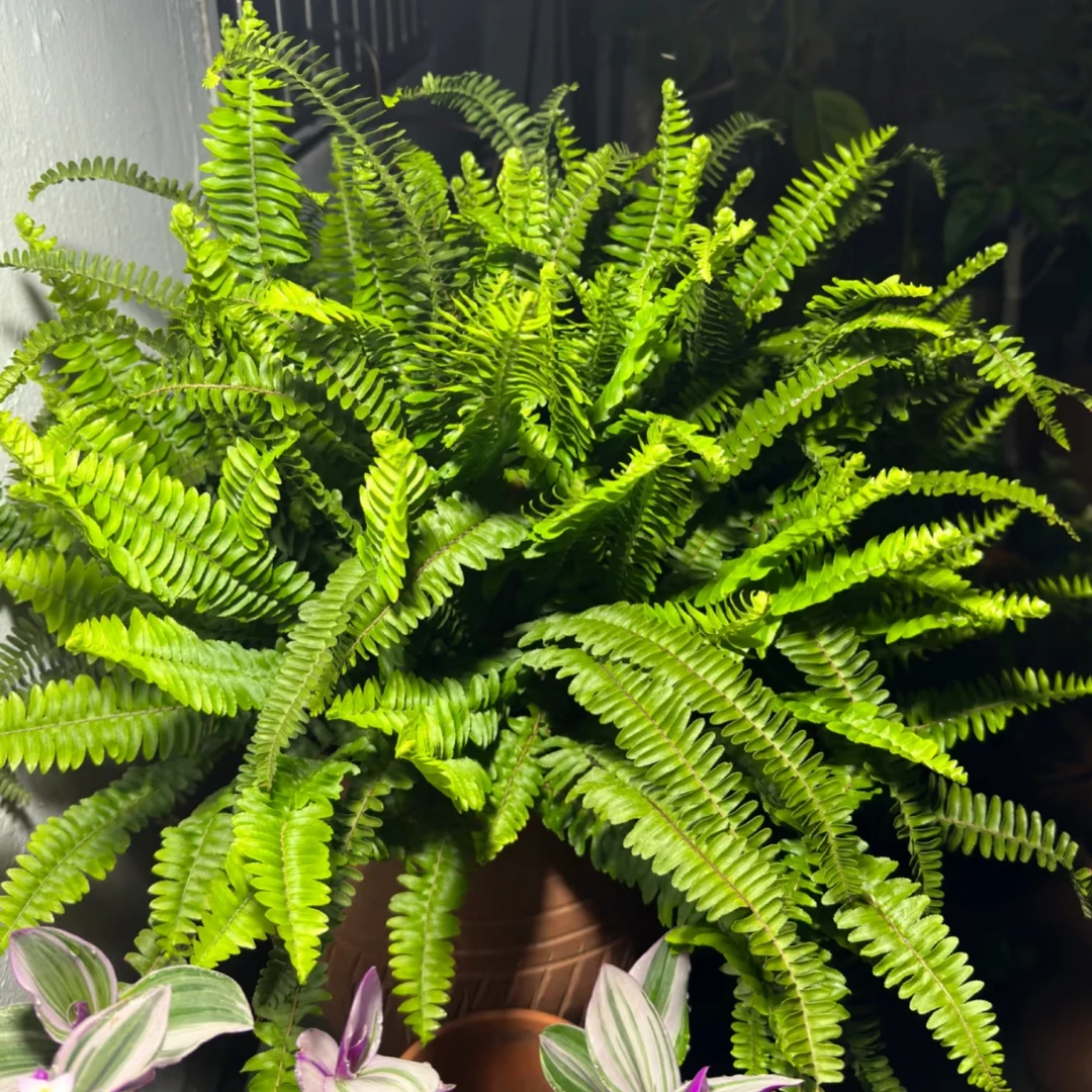 肾厥耐寒耐热多年生植物