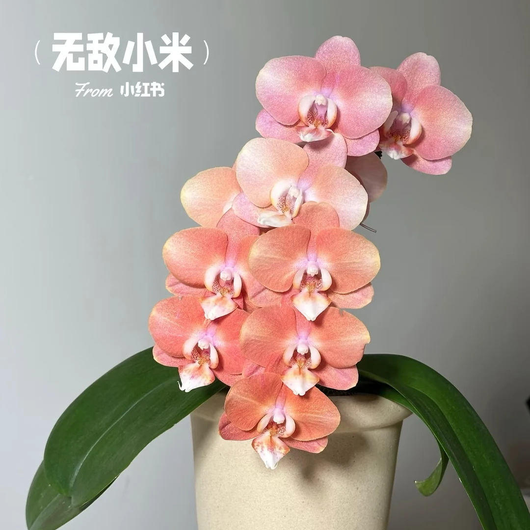 鲑鱼蝴蝶兰大花变异品种直播间专属链接赠专用营养液