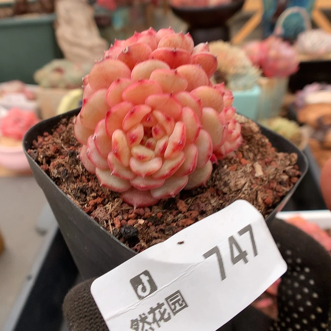 747白胖多肉植物6666