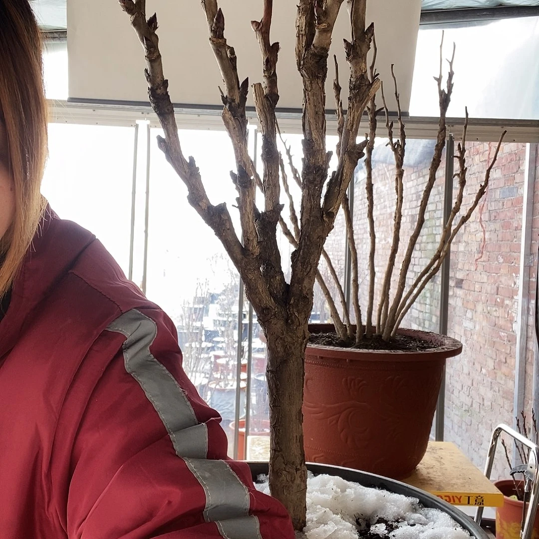 退***兵当前无花栽培后可以开花