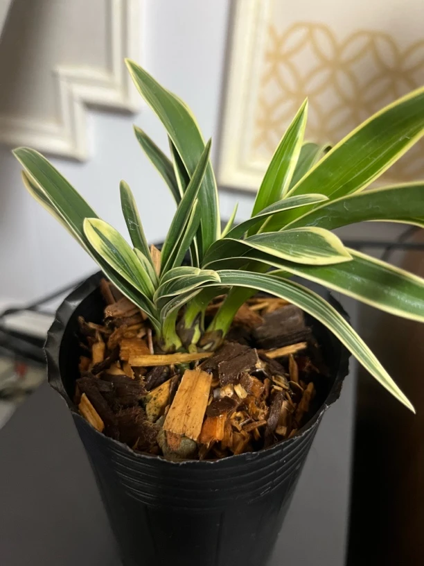 金边兰花矮种浓香型室内绿植盆栽好养易活花卉