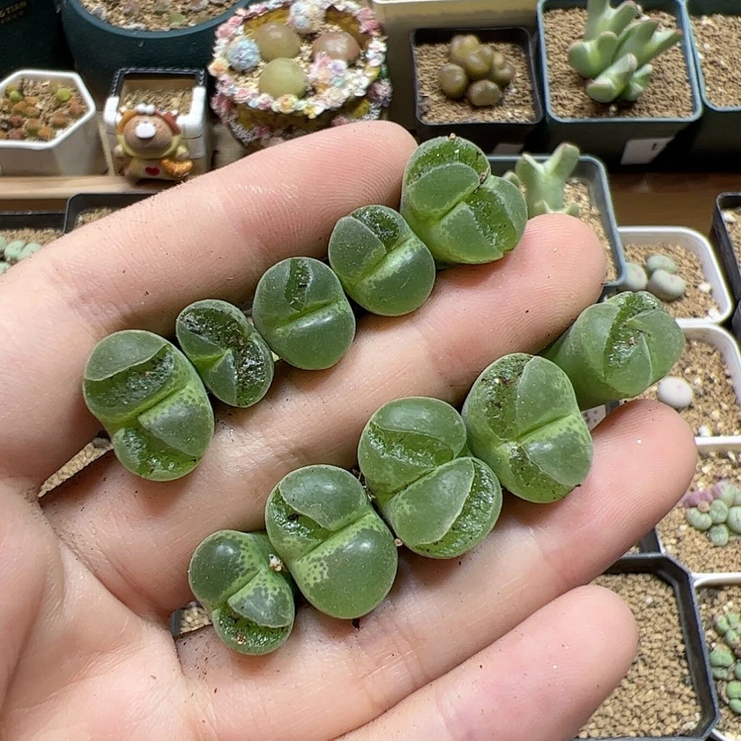 【闪购商品】370 福利