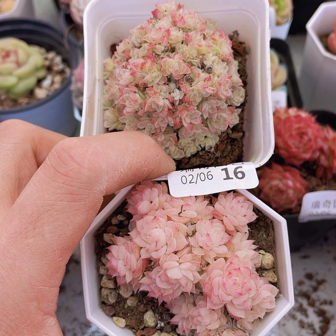 0000000000000016量拍