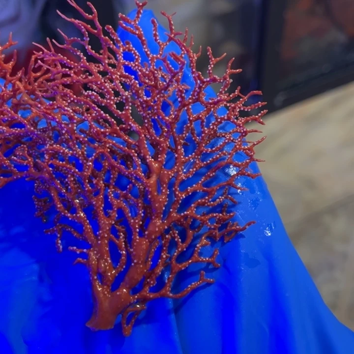 丁***i奶嘴海葵海树11111