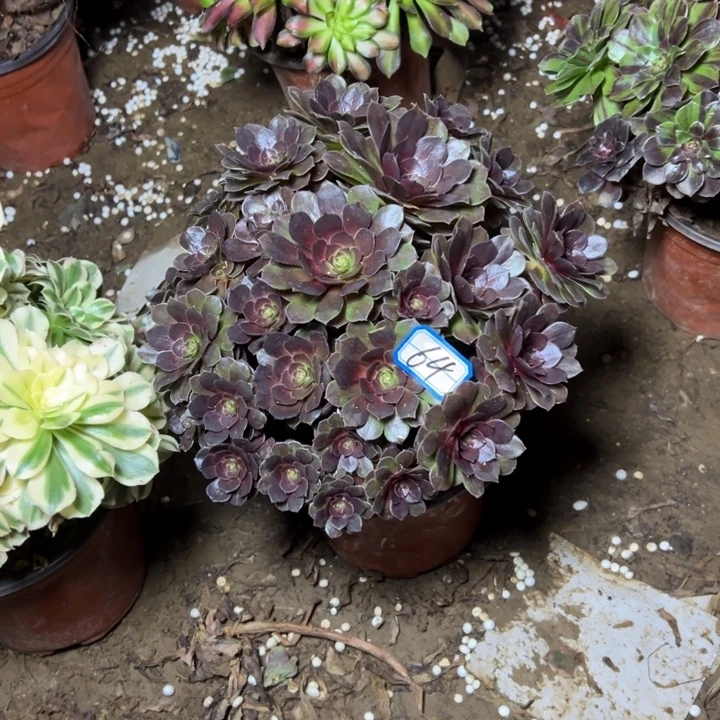 琼***花多肉植物黑魔法师64