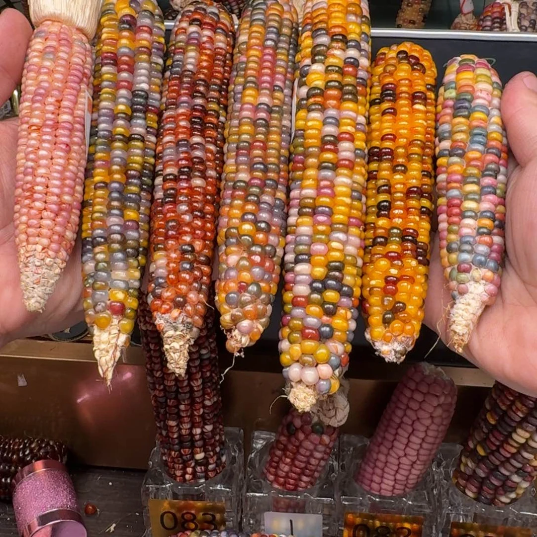 柏香籽/百香籽吊坠一***?