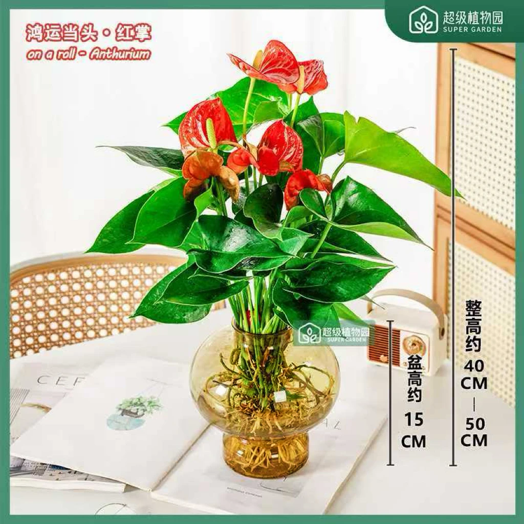 【带花发货】红掌水培盆栽室内绿植花卉客厅书房办公室花卉四季绿植