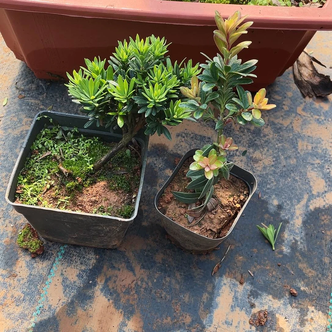 自***头无花朵罗汉松盆景罗汉松