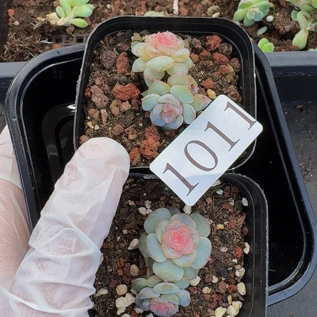 奶***?多肉植物多肉植物1011