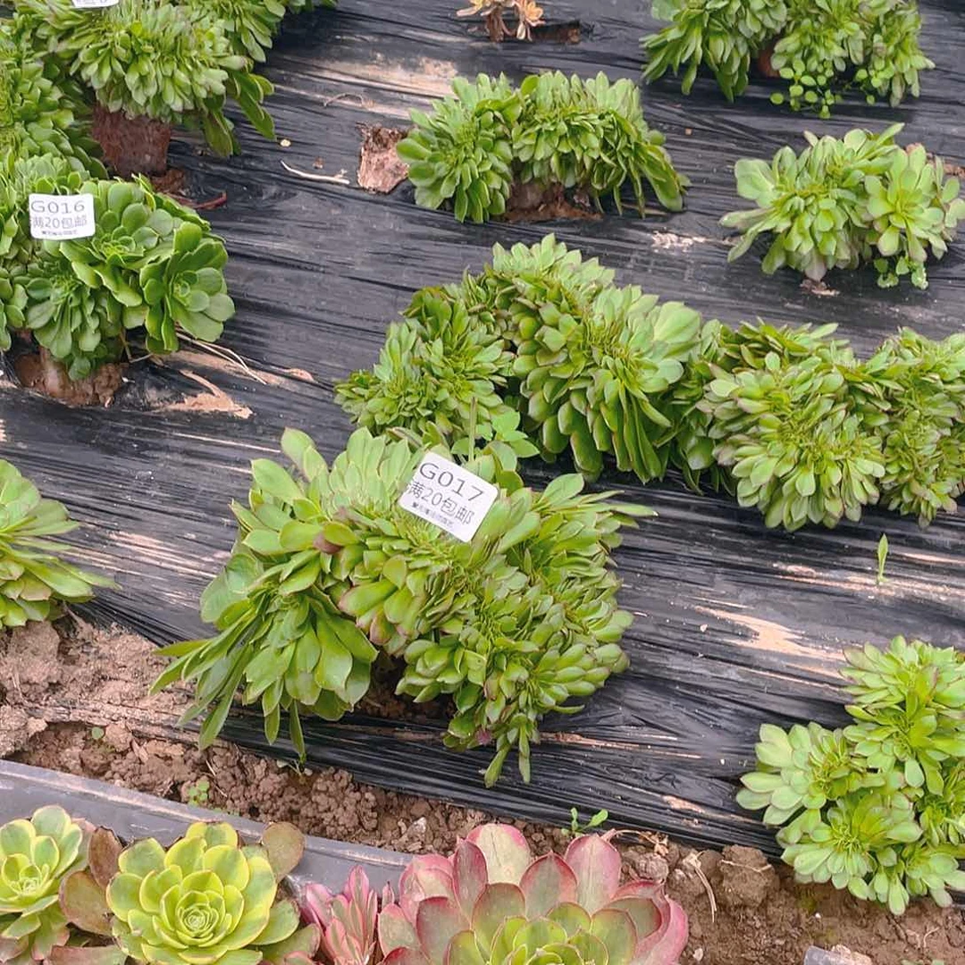 17万圣节缀化多肉小损不包