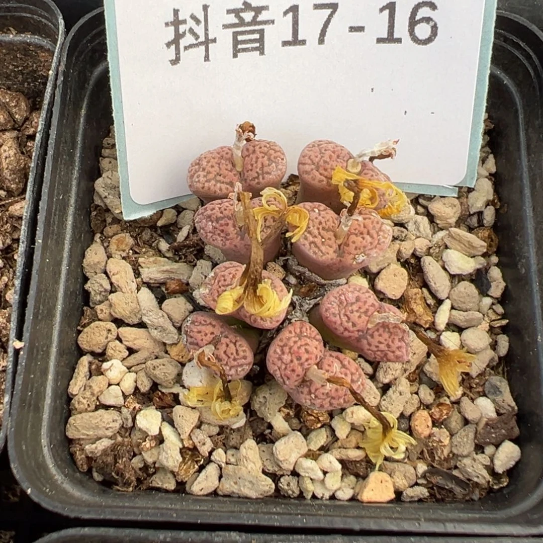 17-16鸟哈尼多肉植物，