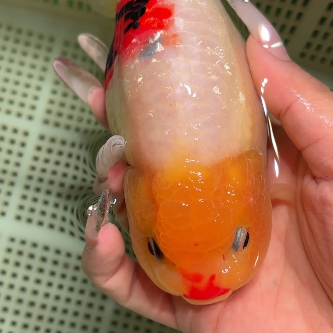 明***好金鱼不拍包装运费到付，拍包装包邮