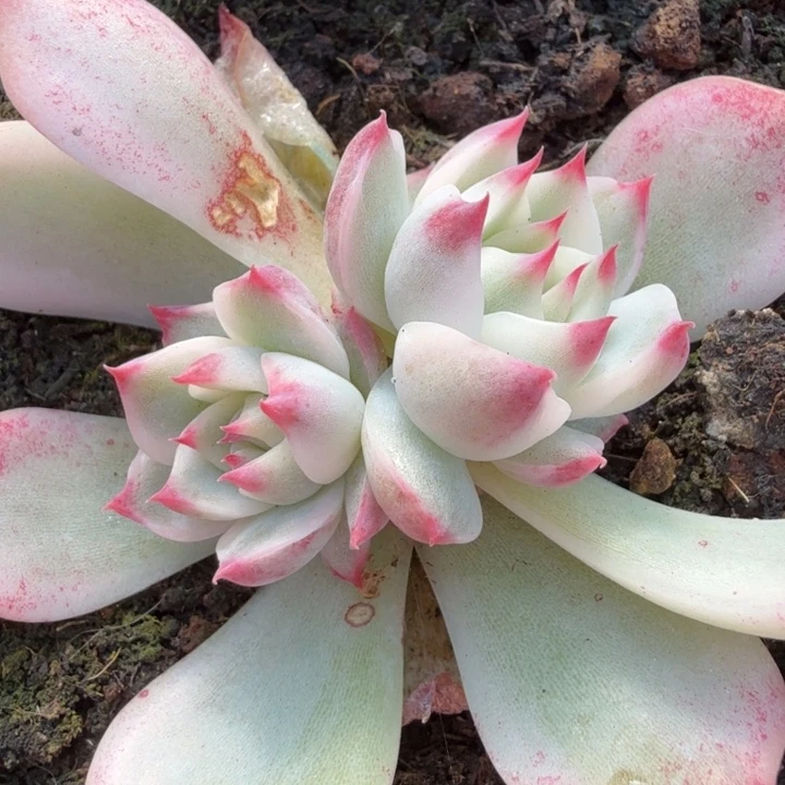 吉娃娃锦腹轮锦一刻的