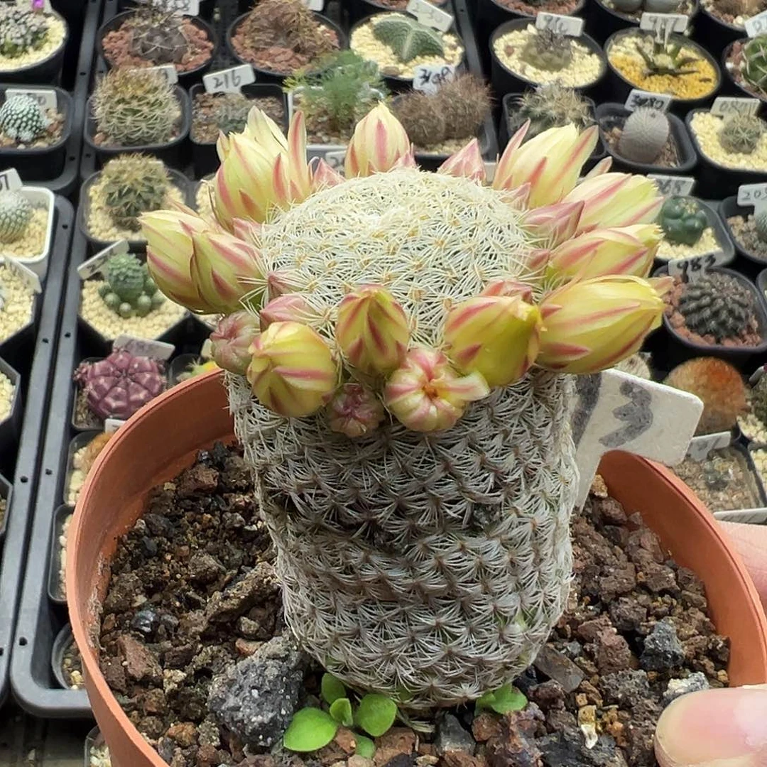 193老白子法师实生仙人球