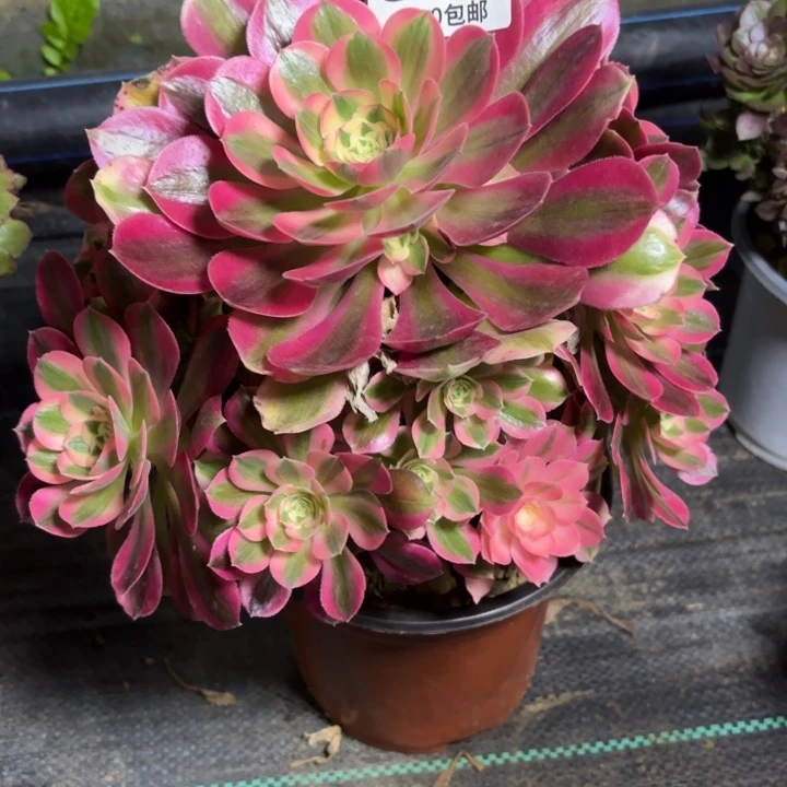 瑞妈一物一拍788