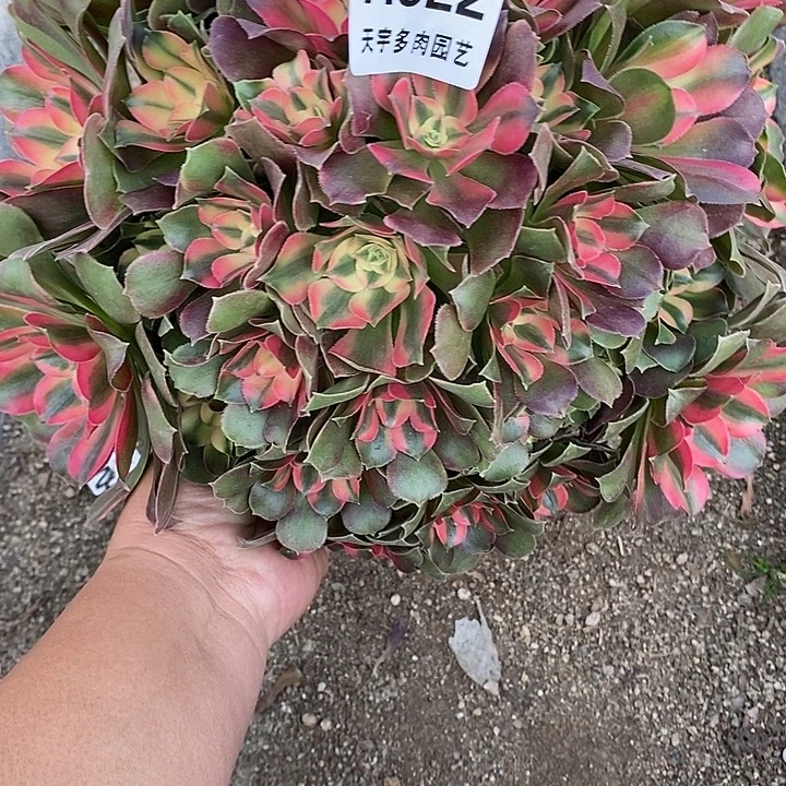 诗***方多肉植物香妃322多肉