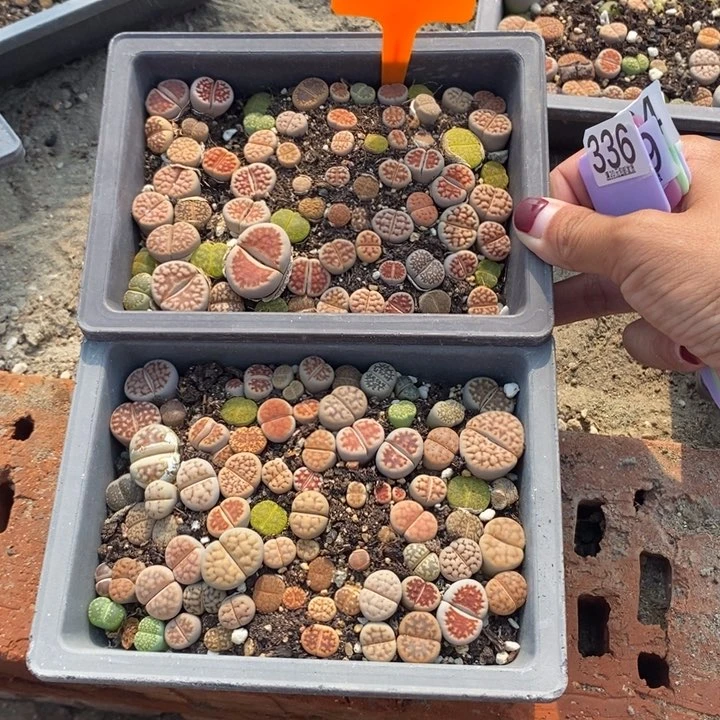 芳**纵生石花等植物340