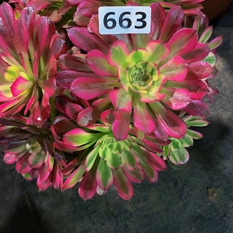 舞天姬维纳斯663脱土发货