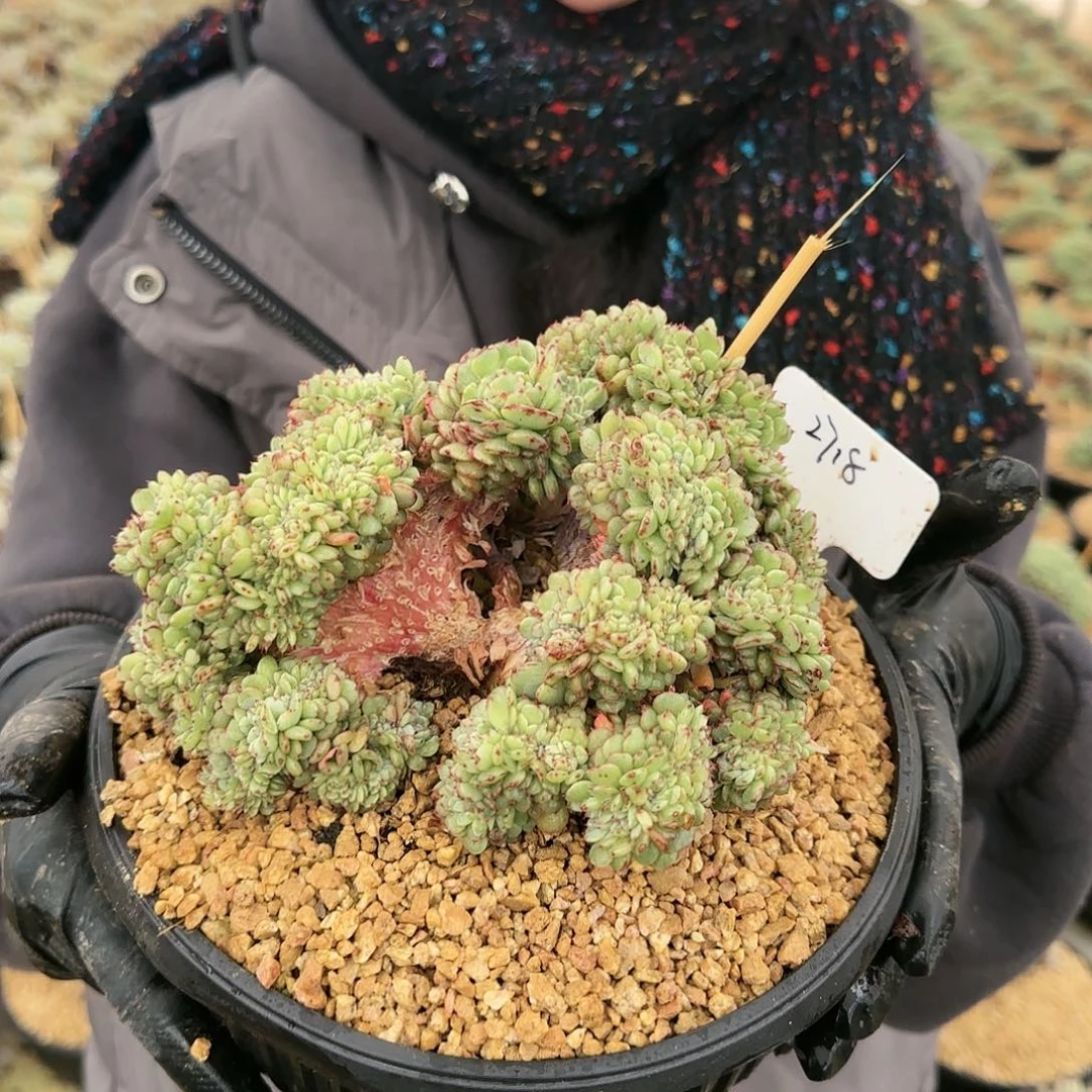 2718号48.8         肉