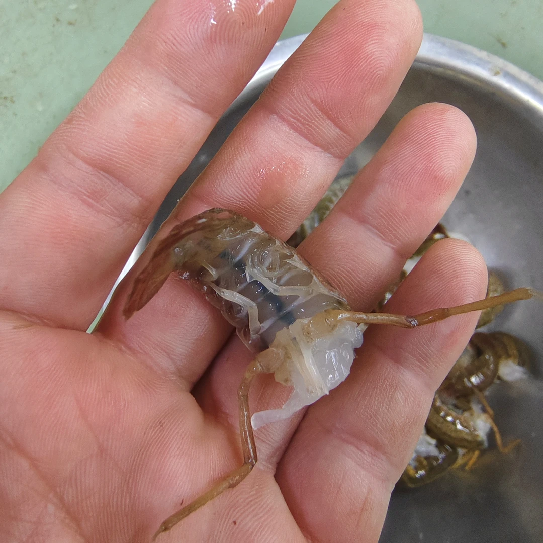 加工成虾球(去头抽线)