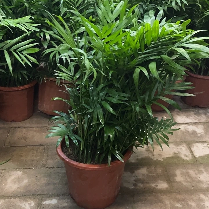 完全开放花陶园艺天堂鸟袖珍椰子