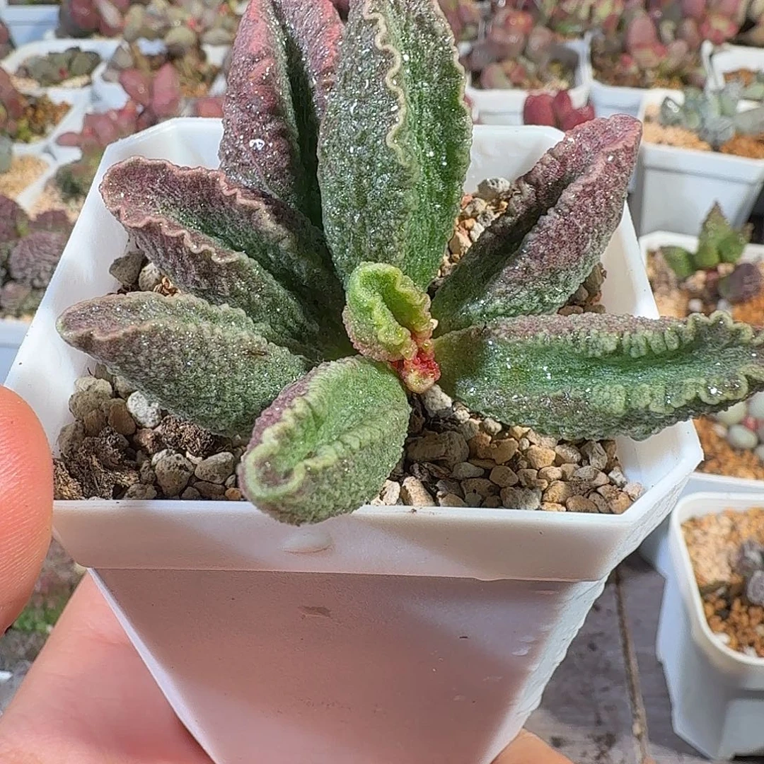 赤焰