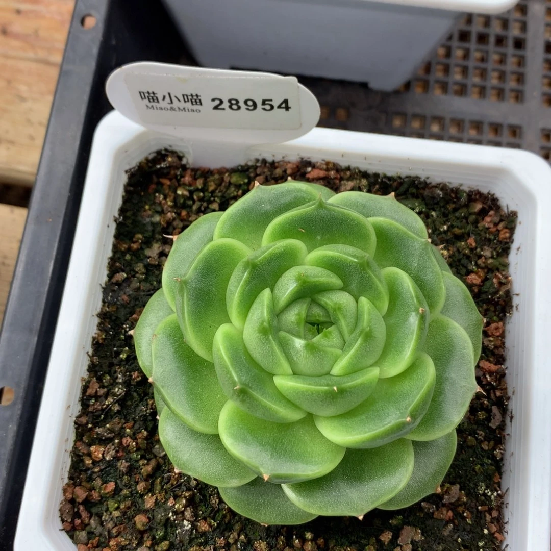 多肉植物珍妮28954