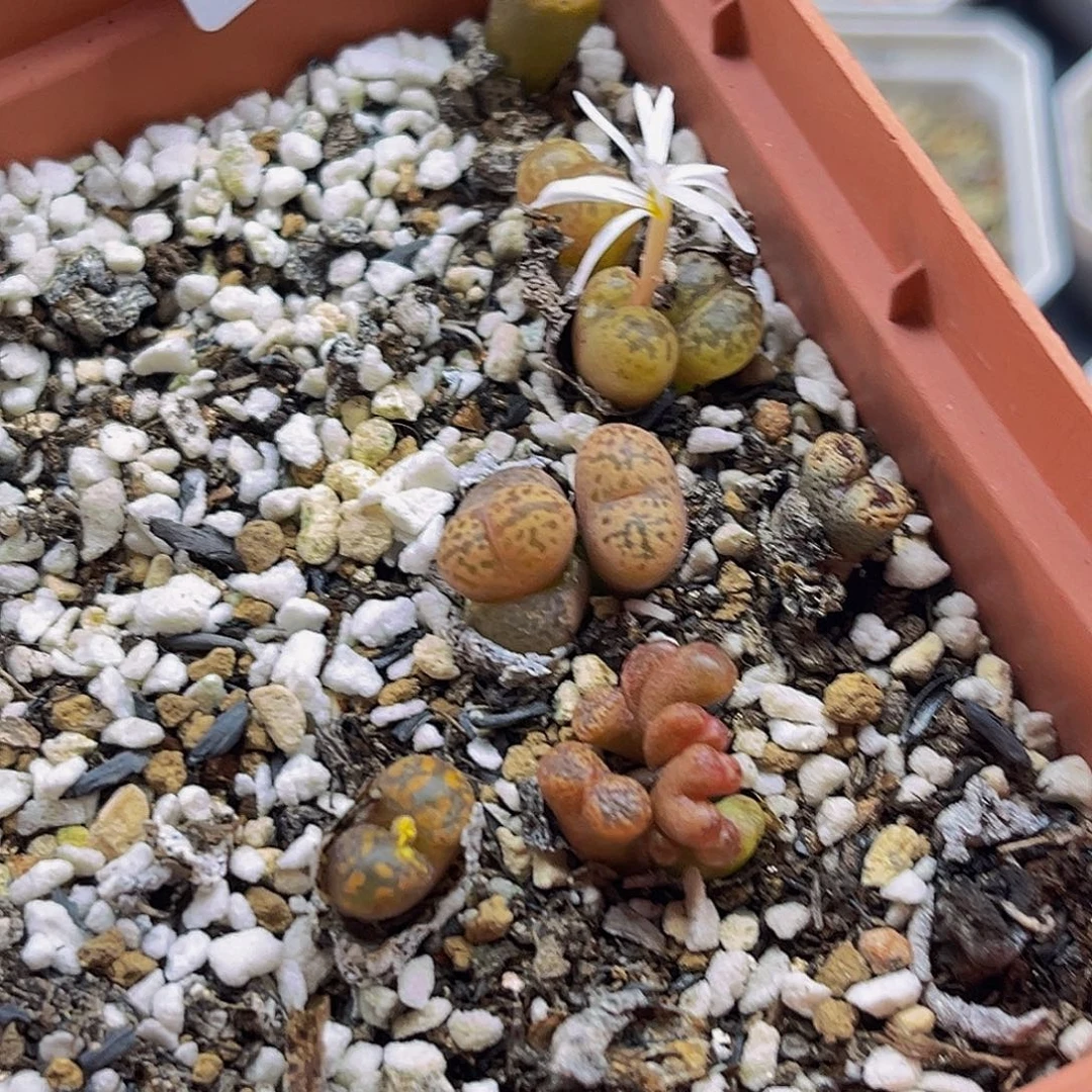 满18包邮勋章9248