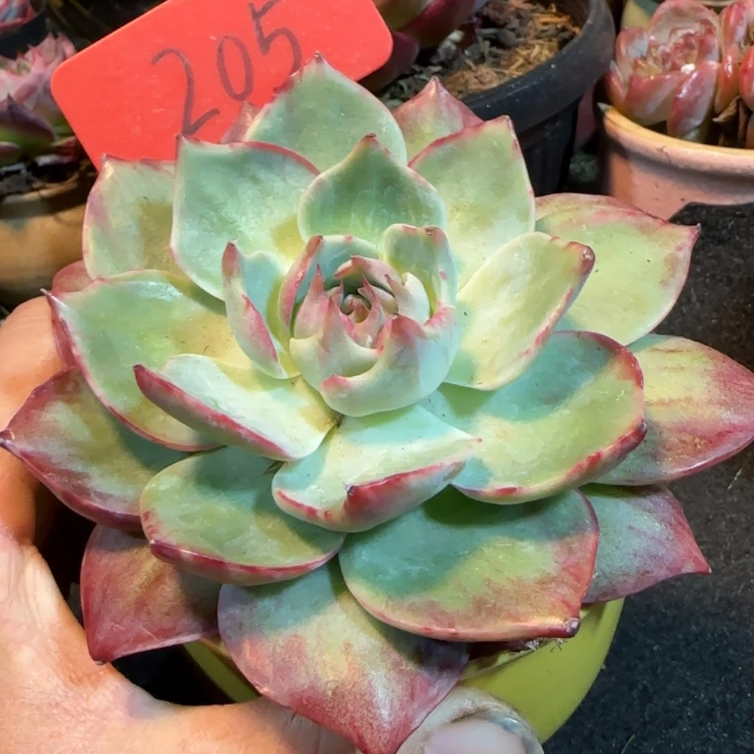 外翻拉丝惊鸿一物一拍包装收缩花旱205