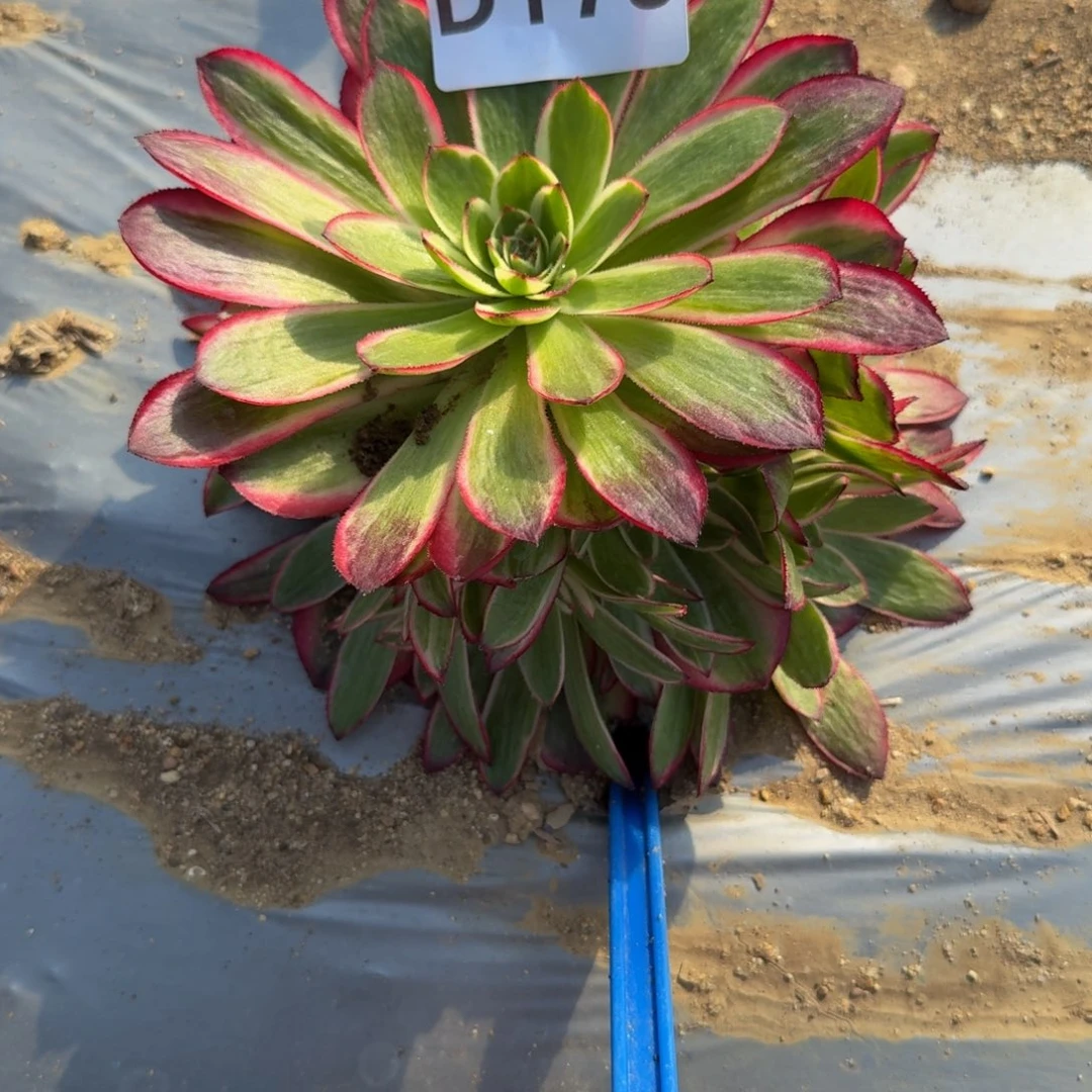 樱**子178荔枝。多肉植物