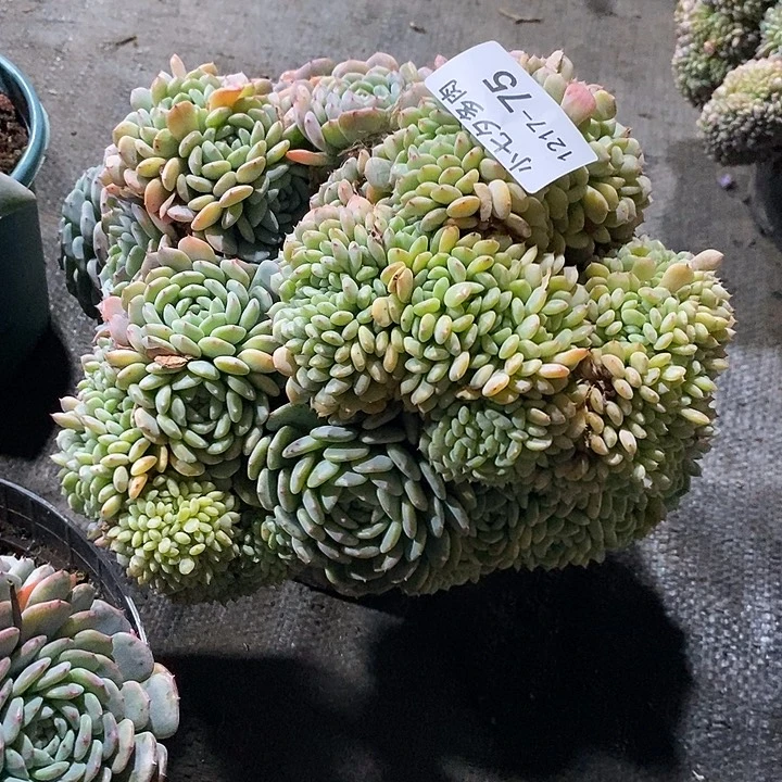 丹***丹小七夕多肉白胖子缀75