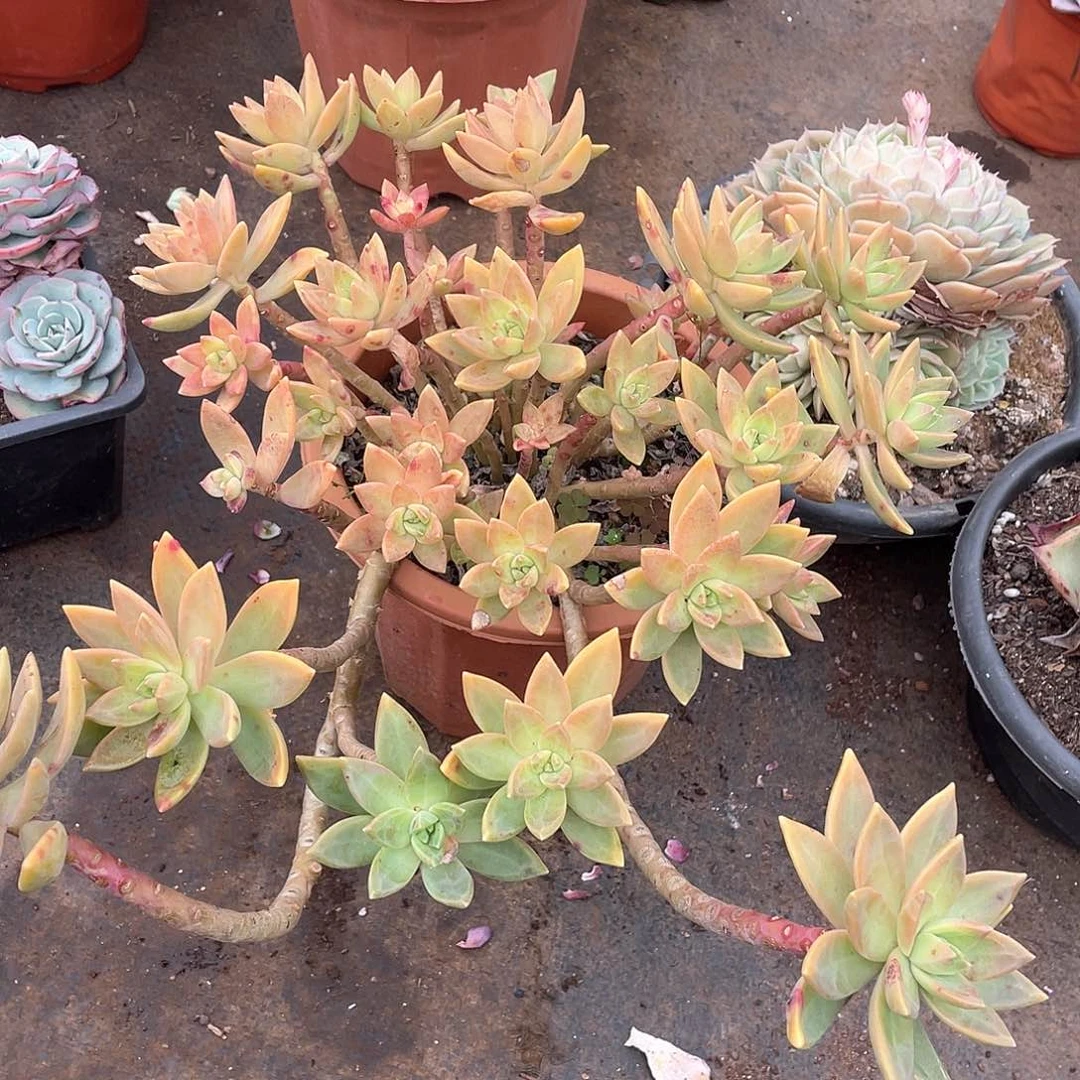 816布丁一物一拍多肉