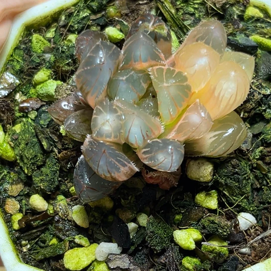 恭喜发财大吉大利900