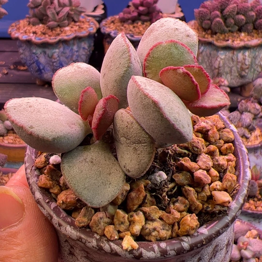 杂交 啦啦啦啦啦啦啦