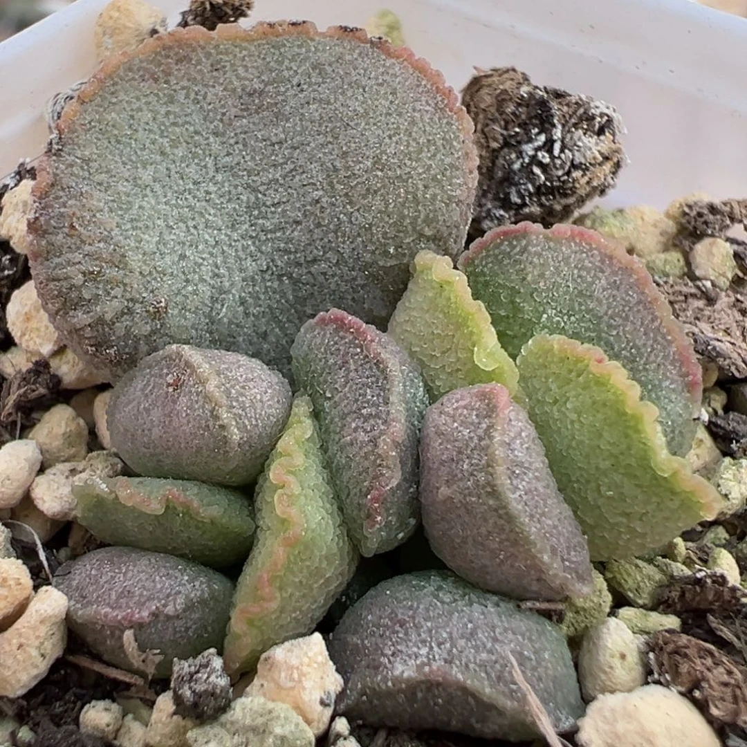 实生新品大苗多肉植物