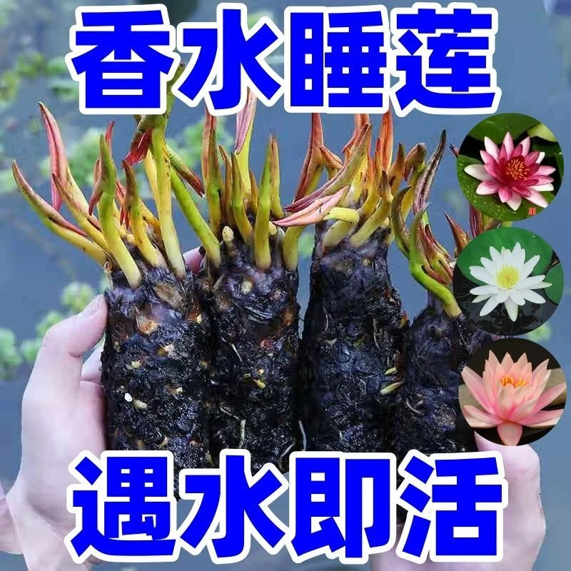 水培睡莲植物荷花带花苞池塘莲花根块水养花卉盆栽