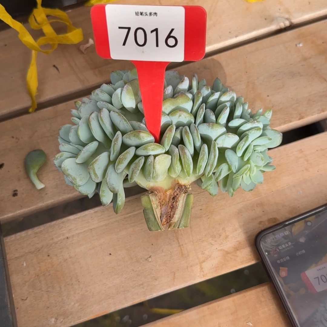 霄***霄奶茶缀7016。